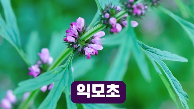  익모초 효능 7가지 부작용 먹는법 익모초차