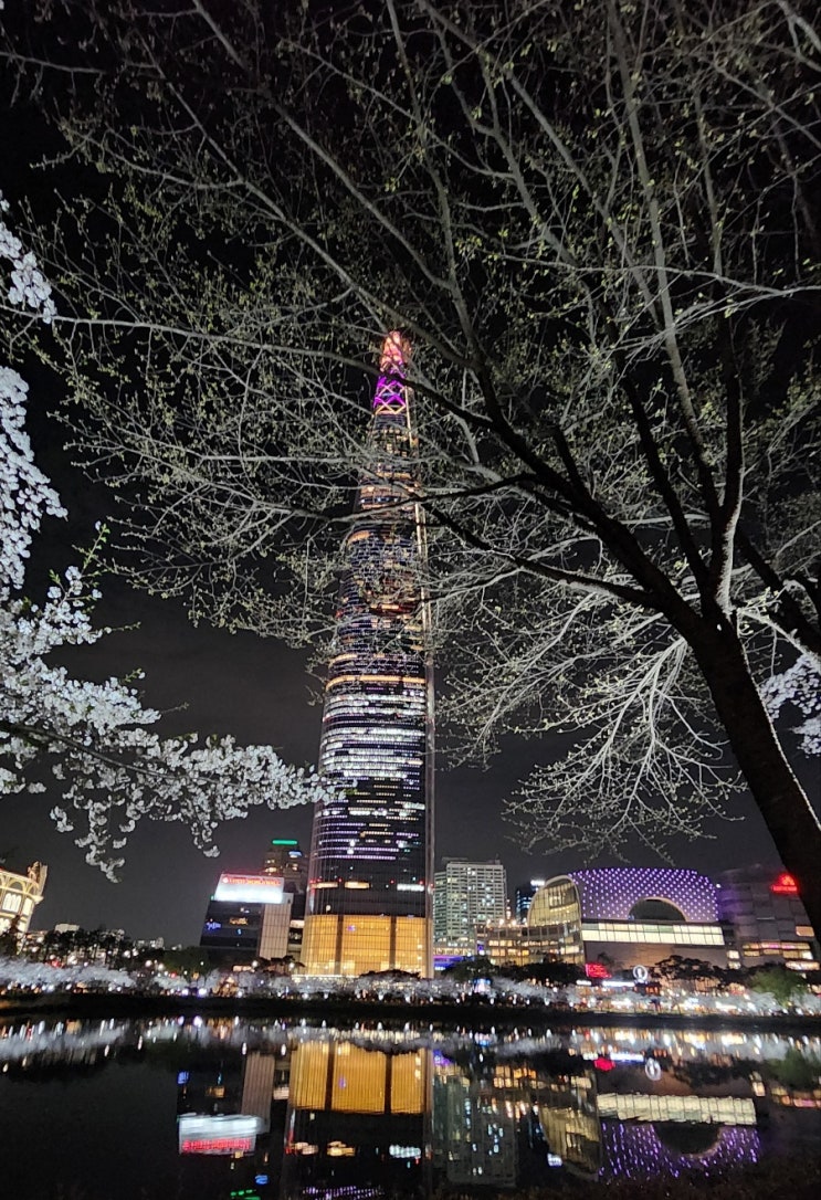  2025년 벚꽃 개화시기 서울 벚꽃 명소 추천