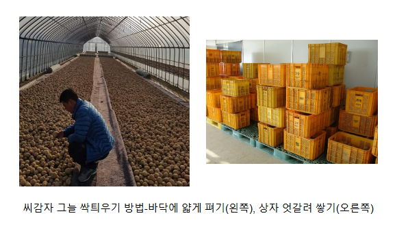 봄감자 안정생산, 씨감자 관리법 소개 봄감자 안정생산, 씨감자 관리법 소개