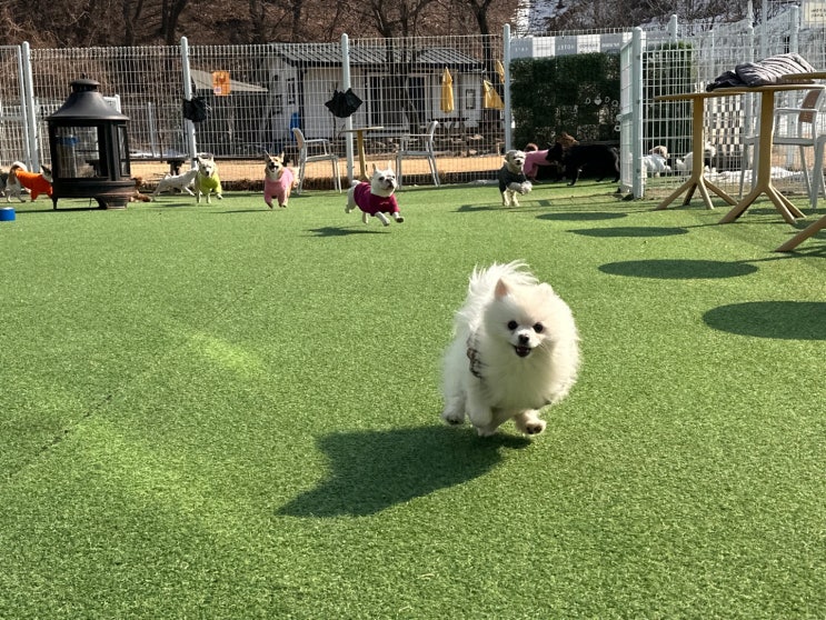  노즈워크 교육과 강아지 의존도 낮추기