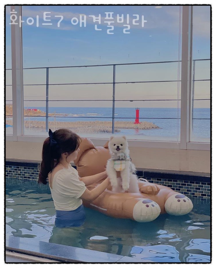  반려견과 함께하는 럭셔리 오션뷰 여행! 포항 화이트7 애견풀빌라 펜션