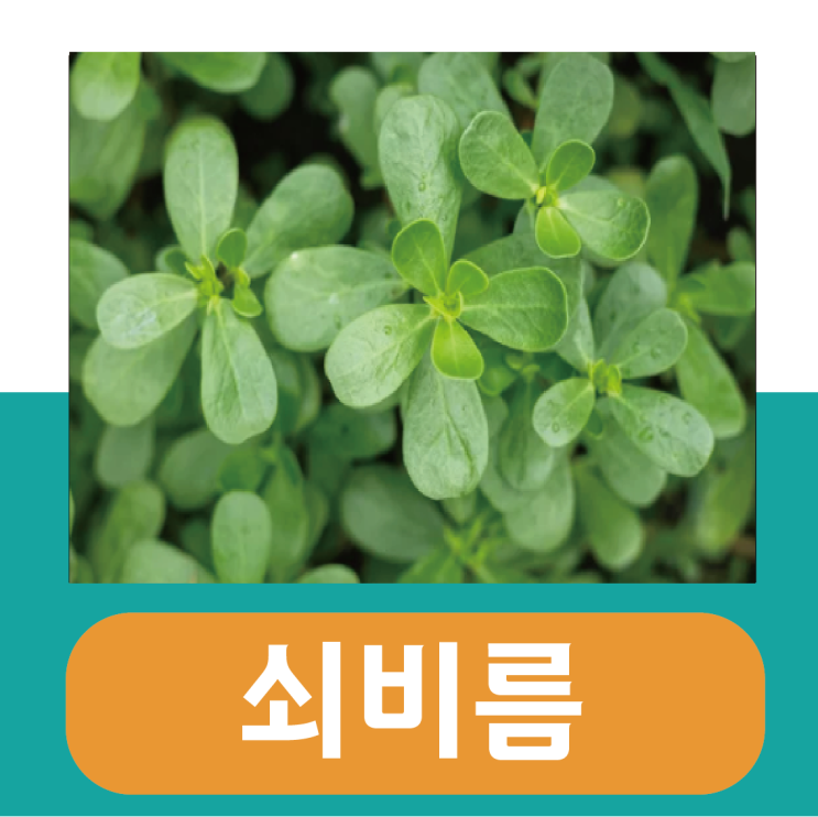  쇠비름 효능 총정리, 흡수율 높이는 즙 먹는법