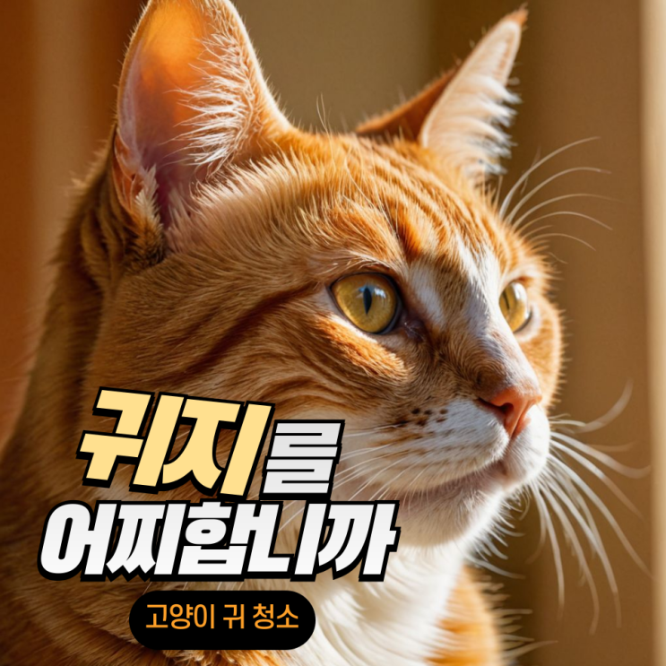  고양이 귀지 관리, 올바른 귀 청소 방법!