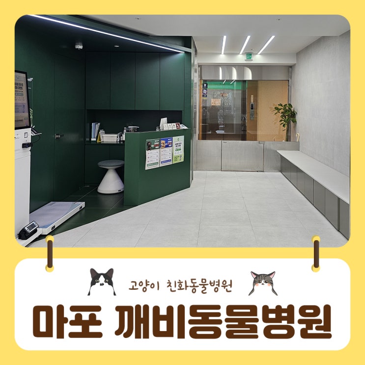  고양이 친화 건강검진 추천 마포 깨비동물병원