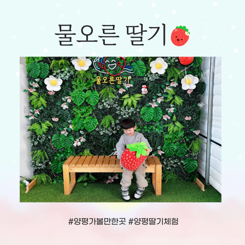 아이랑 양평 나들이 겨울방학 가볼만한 곳 물오른딸기 딸기체험