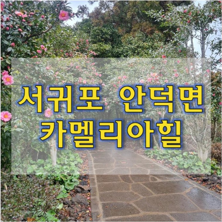 서귀포 안덕면 《카멜리아힐》 산책하기 좋은 동백숲길