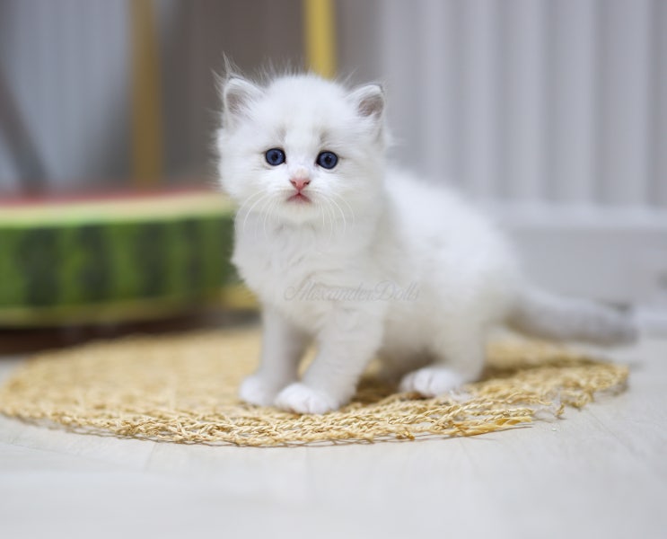  랙돌캐터리 블루바이 씰바이 아기고양이, A89-Litter 1개월 모습