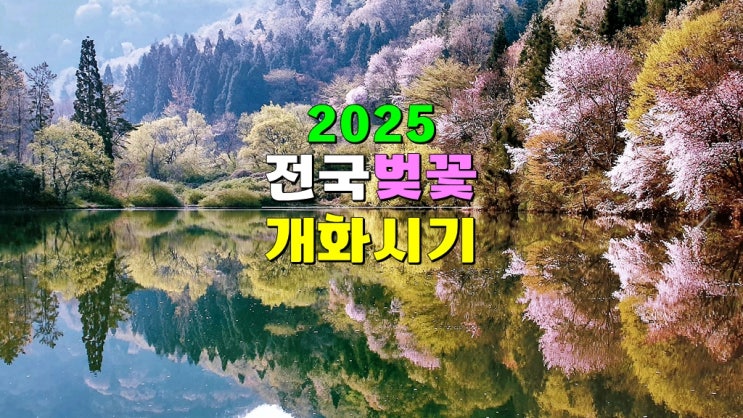 2025년 벚꽃 개화시기 국내여행 (3월 전국 벚꽃명소 개나리 진달래 산림청 봄꽃 개화 · 만개시기) 2025년 벚꽃 개화시기 국내여행 (3월 전국 벚꽃명소 개나리 진달래 산림청 봄꽃 개화 · 만개시기)