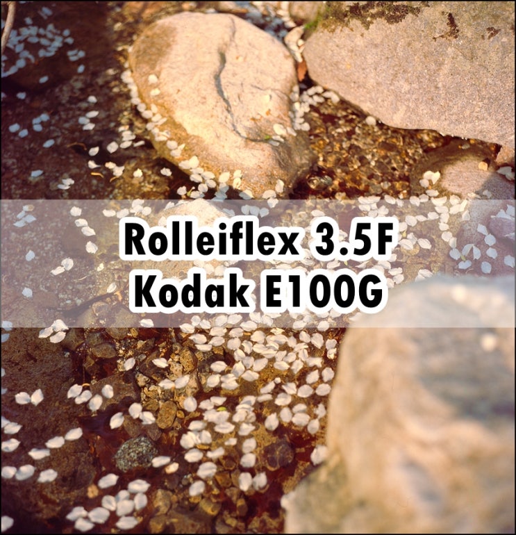  롤라이플렉스 Rolleiflex 3.5F | 코닥 E100G | 벚꽃잎이 흩날려 봄이 끝났음을 알렸다.