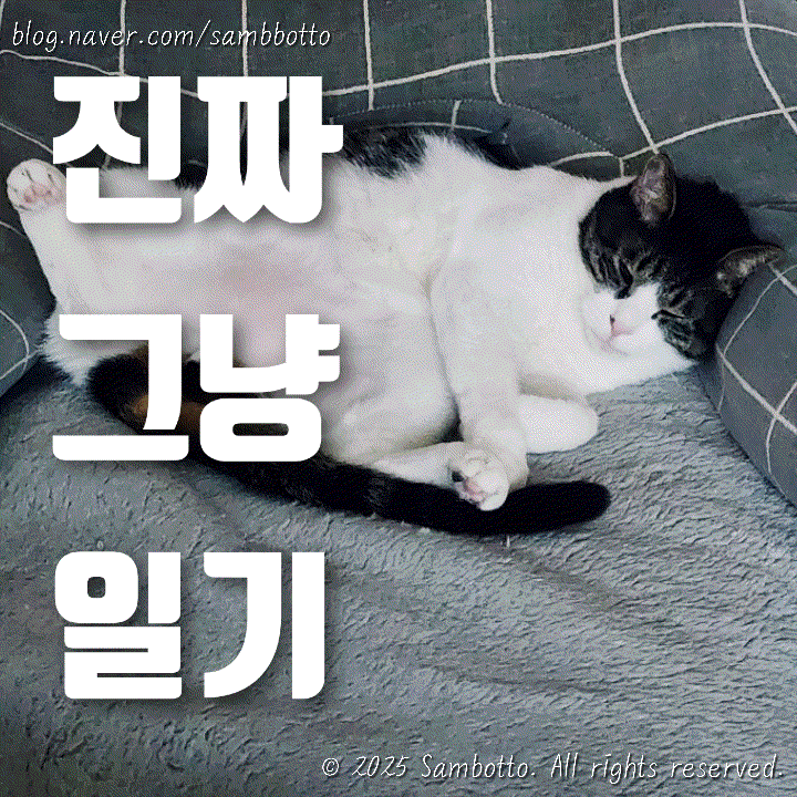  진짜 그냥 일기 | 어쩌다 치팅, 도시락은 건강하게, 밀린 일기 쓰기, 빠르게 지나간 주말