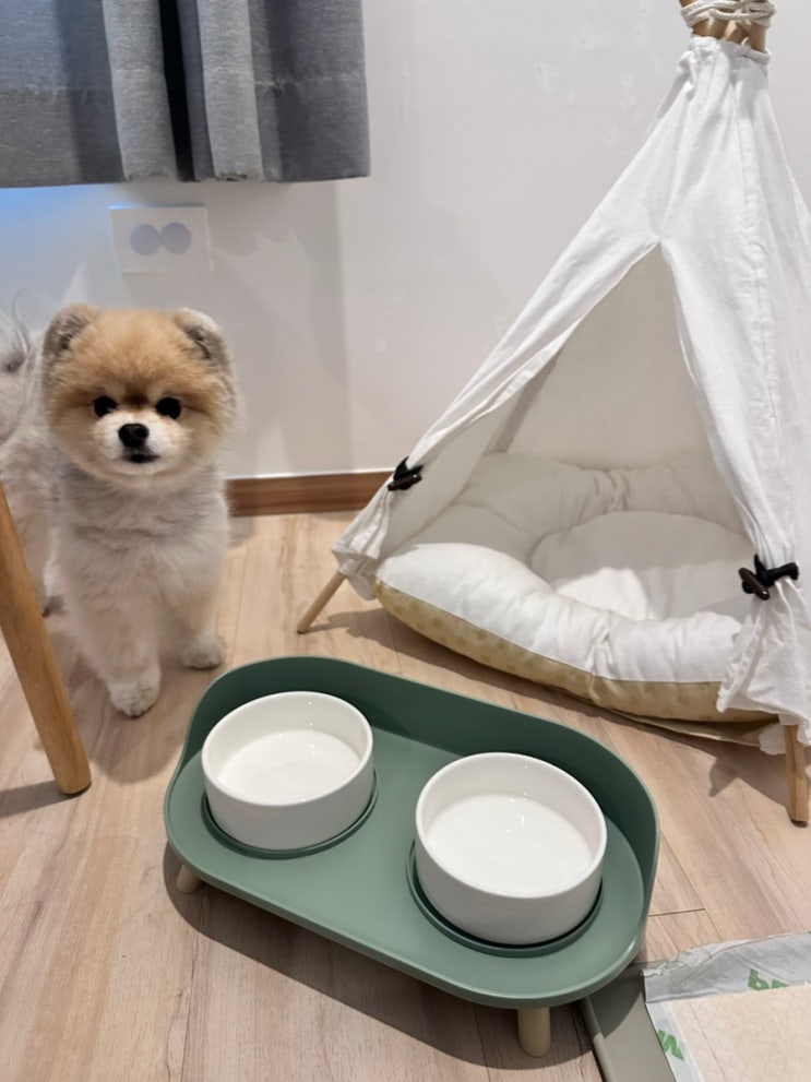 깨끗하고 친절한 군산 애견동반 숙소 #호텔나운