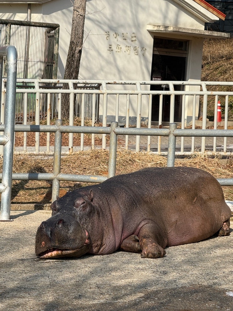  전주여행 아이랑 너무 가기 좋은 전주 동물원! (동물 관람하고 드림랜드에서 놀이기구 타면서 행복한 시간 보내세요.)
