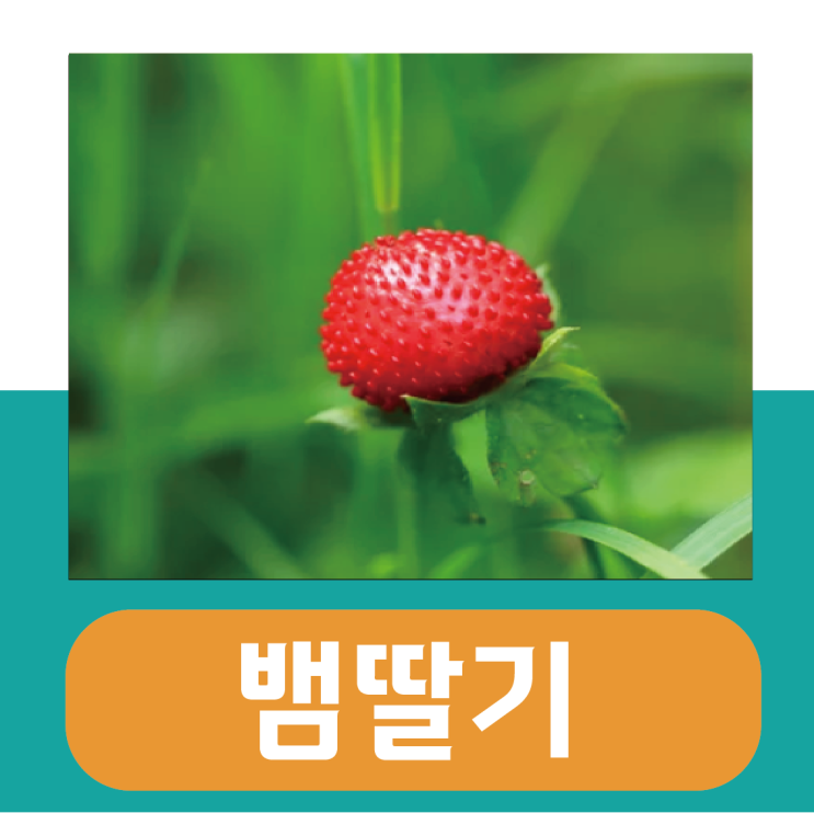  뱀딸기 효능 부작용 / 산뱀딸기 차이, 독 있나?
