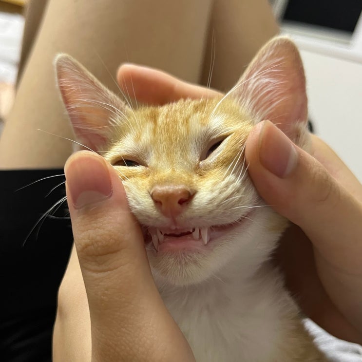  고양이 사춘기 시기, 호르몬 변화와 대처법!
