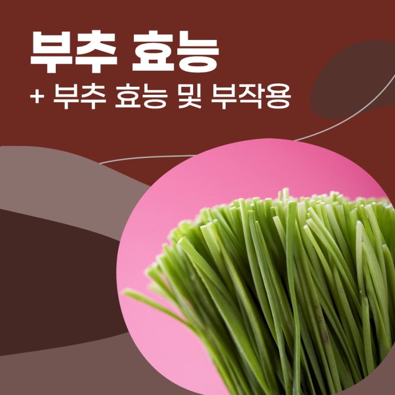 부추 효능 및 부작용, 영양 부추 효능 무엇이 있을까요