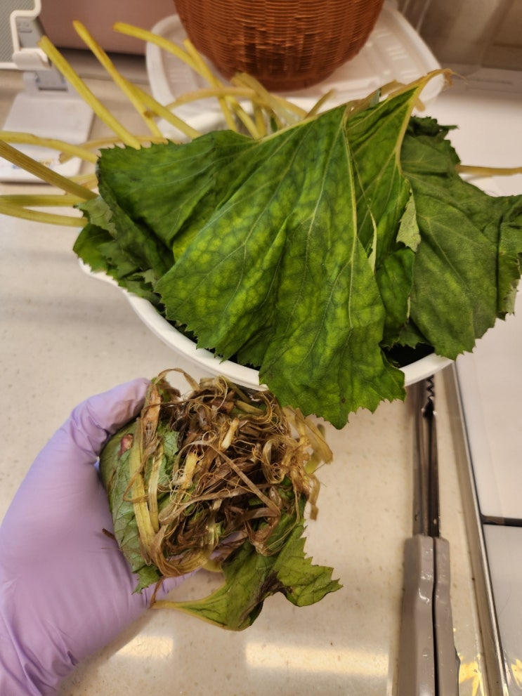  머위 맛있게 삶는방법, 보관방법