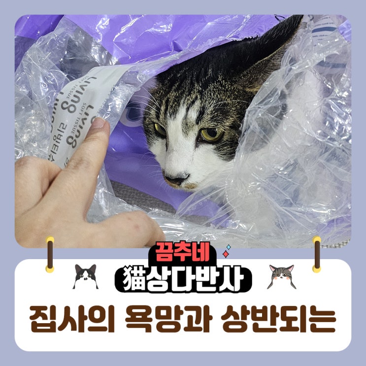  고양이 용품 욕심 아주 많은 집사