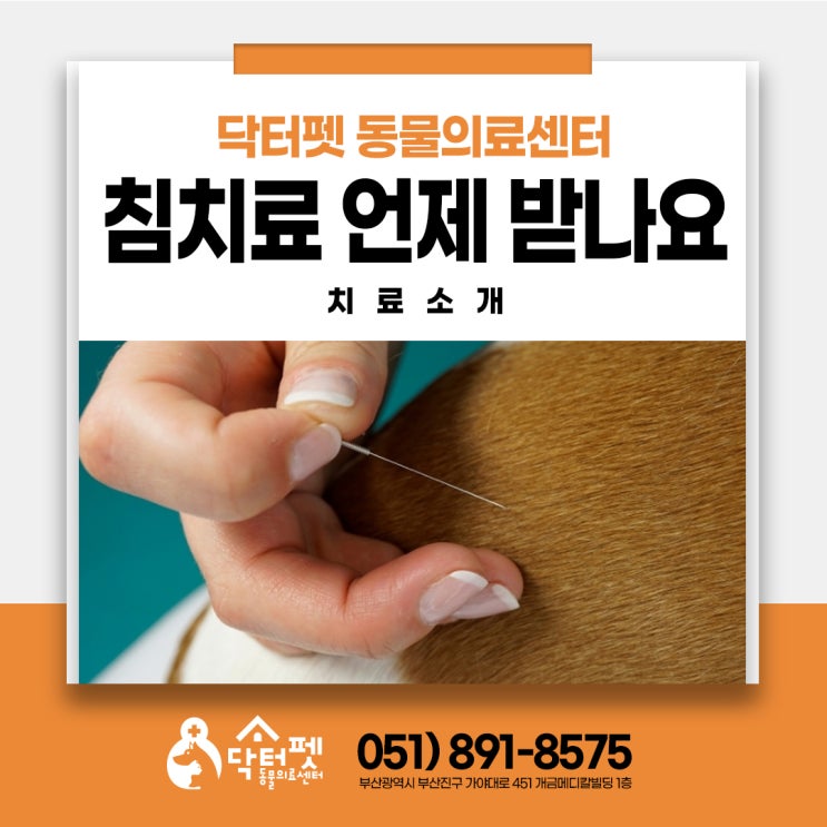  강아지 고양이 한방침치료 언제 받나요(부산 동물병원 닥터펫) 전침 건침 약침 디스크