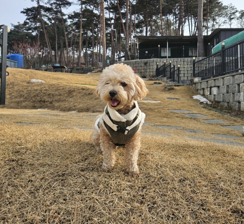 더놀자 애견펜션 놀자동