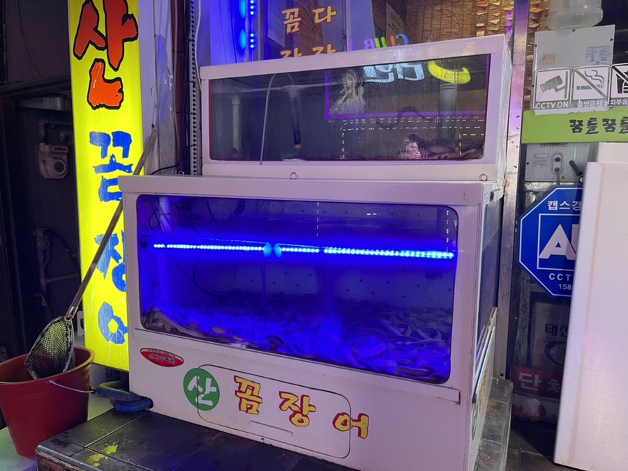 꿈틀꿈틀산꼼장어 사진 2