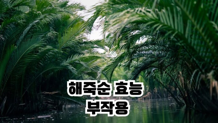  해죽순 효능 부작용 6가지 해죽순차 꽃차 끓이기