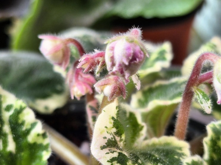  바이올렛 미치코