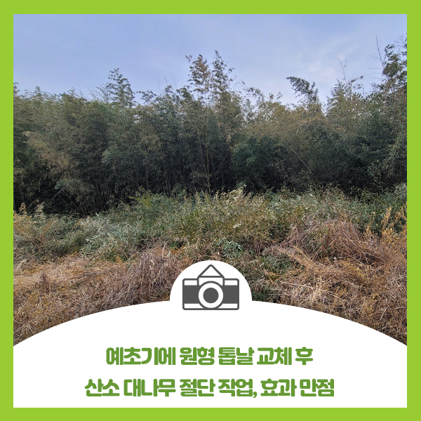  예초기 원형 톱날 교체 후 산소 대나무 절단 작업, 효과 만점