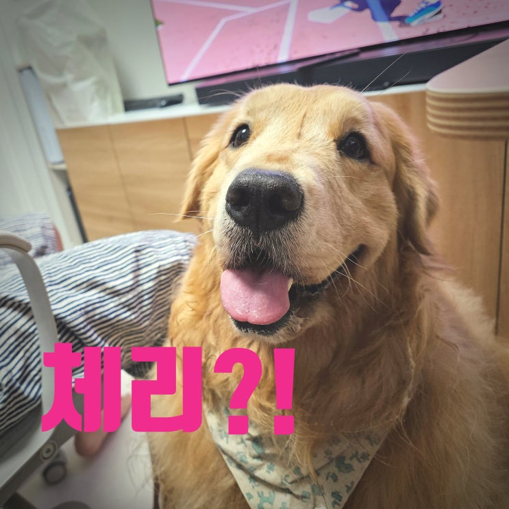  강아지는 체리를 먹어도 되나? - 3월 제철 과일