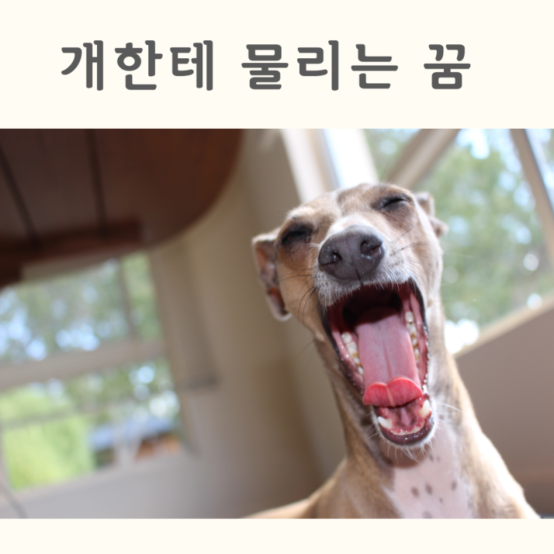 개한테 물리는 꿈 손 엉덩이 팔 쫓기는 꿈 알아보기