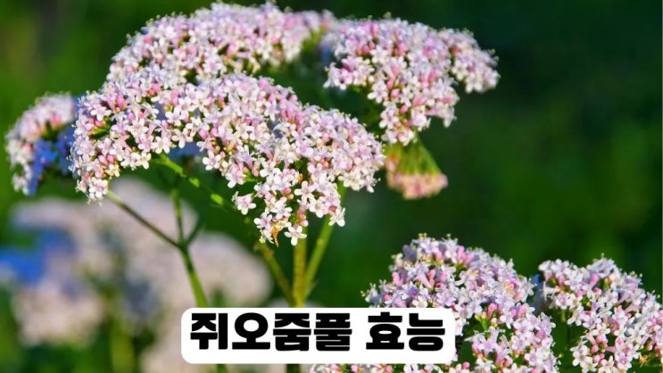  쥐오줌풀 효능 12가지 부작용 먹는 방법 길초근차