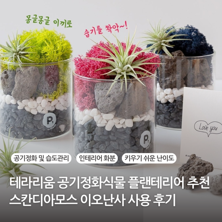  테라리움 키트 만들기 후기 공기정화식물 추천 스칸디아모스 이오난사 물주기 관리방법