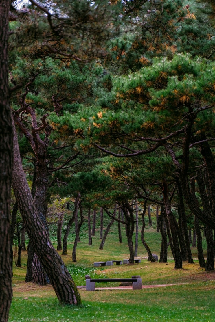  안동 찍고 영주, 분천4편 : 시골 영주에서 뭐하냐고? 자연속의 소수서원, 전통 가득 선비세상