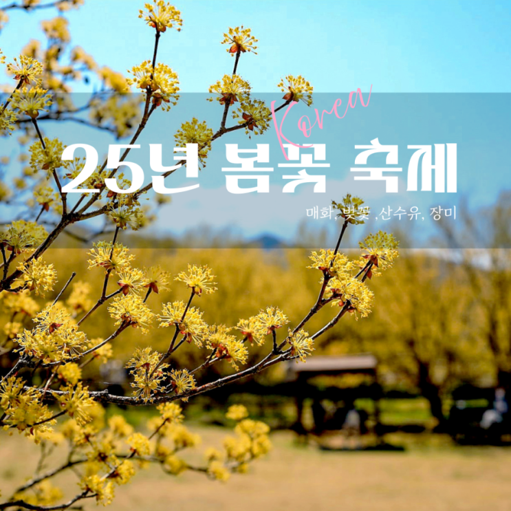  2025년 봄 전국 꽃축제 일정 총정리 3월 4월 꽃놀이 추천