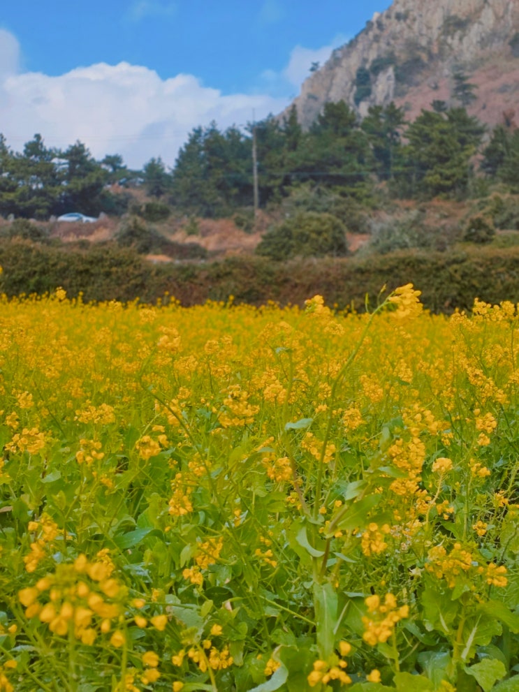  제주도 봄여행 유채꽃 산방산 개화, 가볼만한곳 산방연대