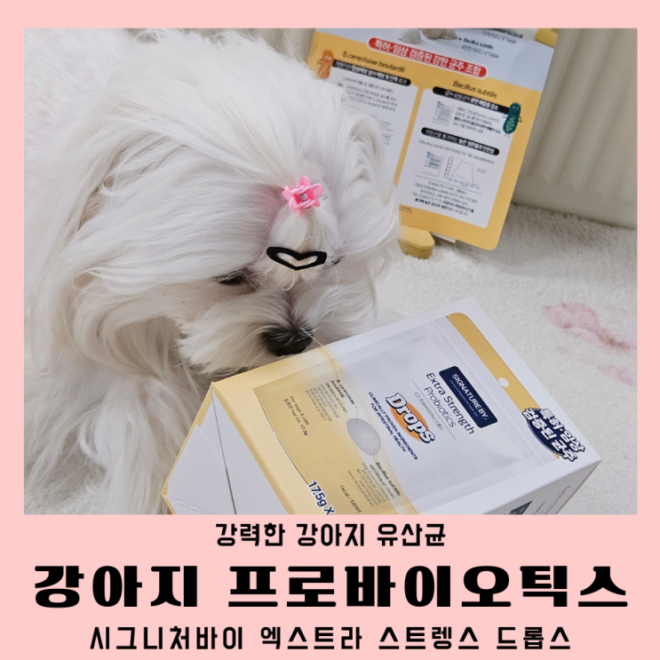  강아지유산균 간편하게 시그니처바이 프로바이오틱스 드롭스