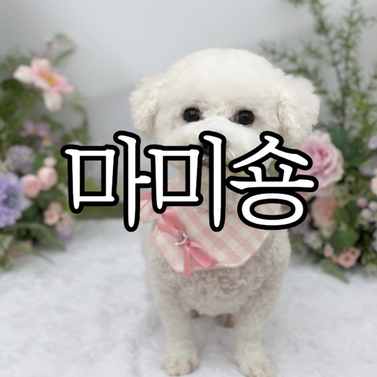  창원 반려동물 미용실 '마미숑' 비숑 미용 내돈내산 후기
