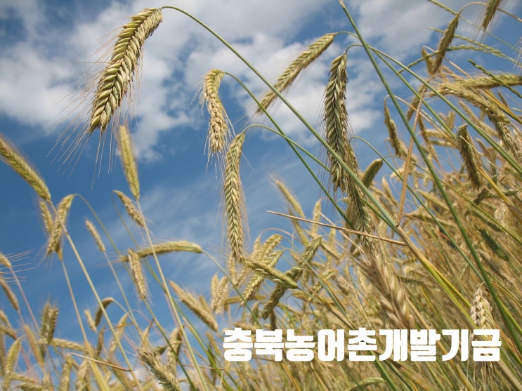  충북 농어촌 융자, 알고 쓰면 약! : 농가경영안정, 농자재구입, 농업정책자금