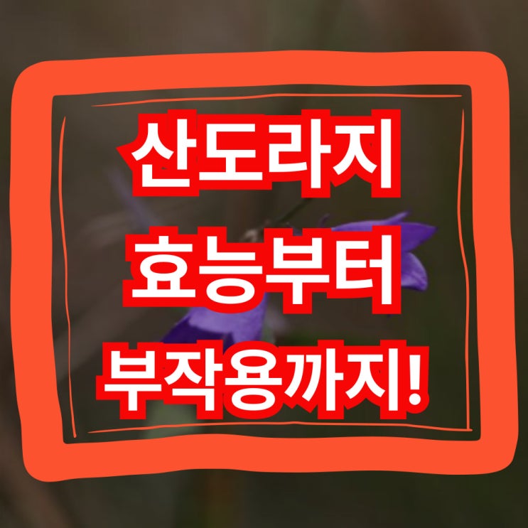  산도라지 효능부터 부작용까지 총정리!