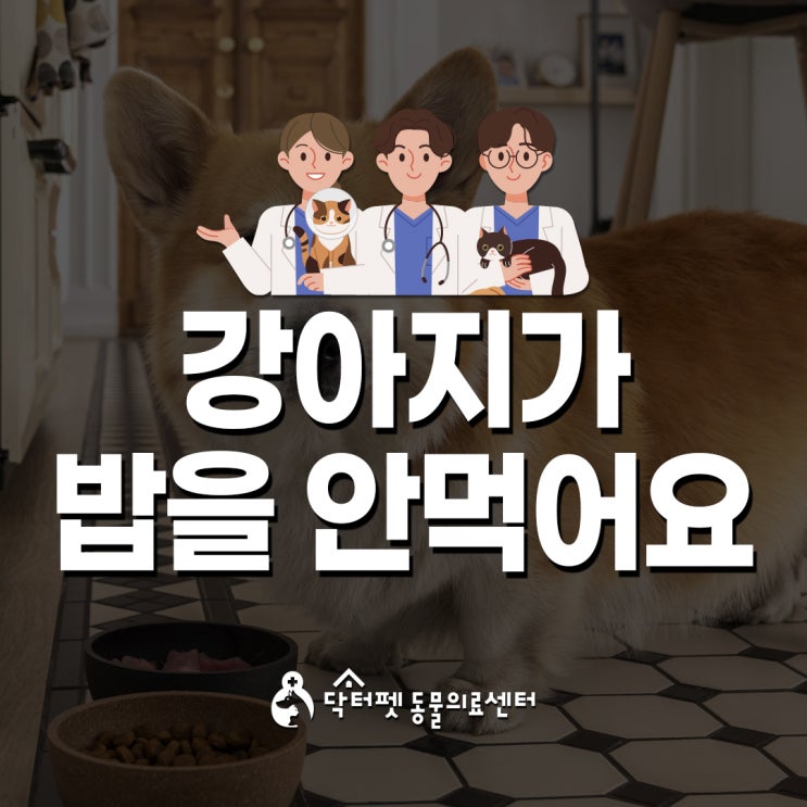  강아지가 밥을 잘 먹지 않아요 (부산야간동물병원 닥터펫동물의료센터 평일저녁진료)