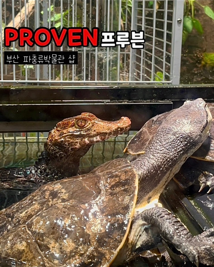  부산파충류샵 프루븐 크레스티드게코 도마뱀 파충류박물관