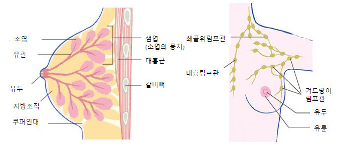  유방암 초기증상과 림프절 전이, 삼중음성의 특징,재발과 생존율