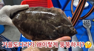  3월 4월 5월 제철해산물 두가지 그리고 봄도다리 제철은 봄이아니다