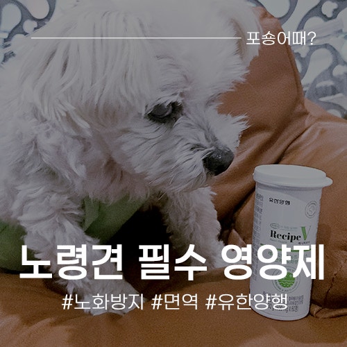 강아지 항산화 영양제, 유한양행 레시피브이뉴트리헬스 15살 말티즈 솔직후기