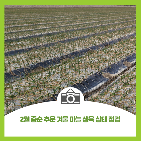  2월 중순 추운 겨울 마늘 생육 상태 점검