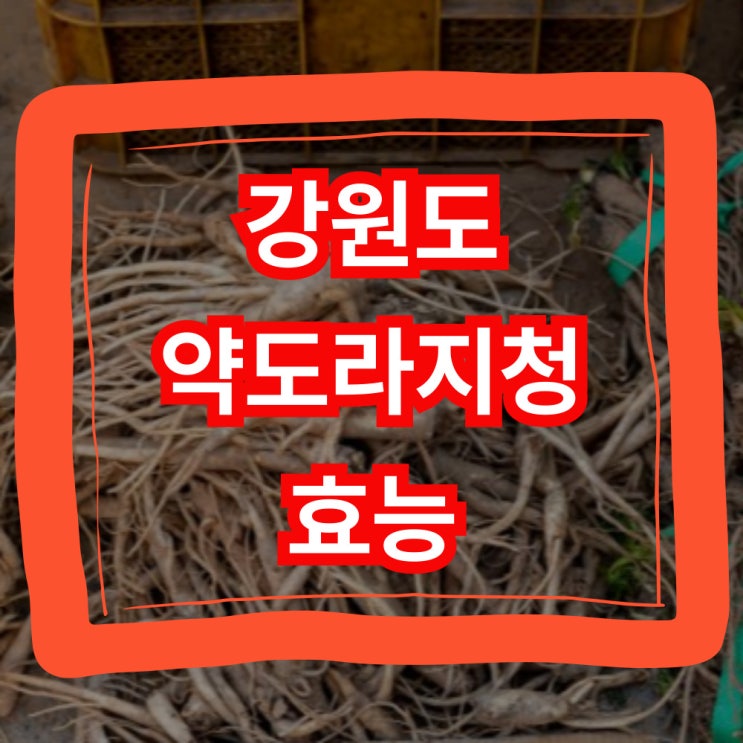  강원도 약도라지청 효능 부작용 먹는법 총정리!