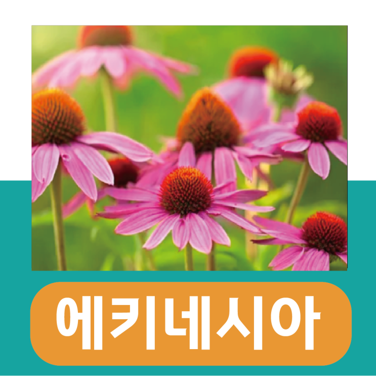  에키네시아의 효능과 추출물, 차로 먹는법