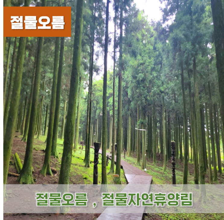  《제주오름》 절물오름 절물자연휴양림 비오는날 제주도가볼만한곳