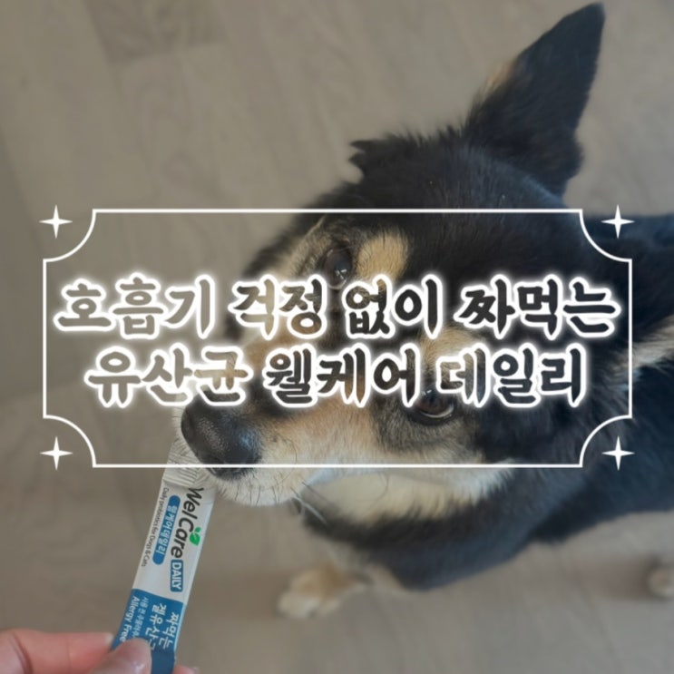  강아지장건강 반려동물 짜먹는 유산균 웰케어 데일리 급여 후기 / 강아지유산균추천