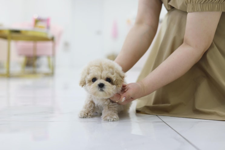  일산강아지분양 펫퍼스트를 많이찾는이유