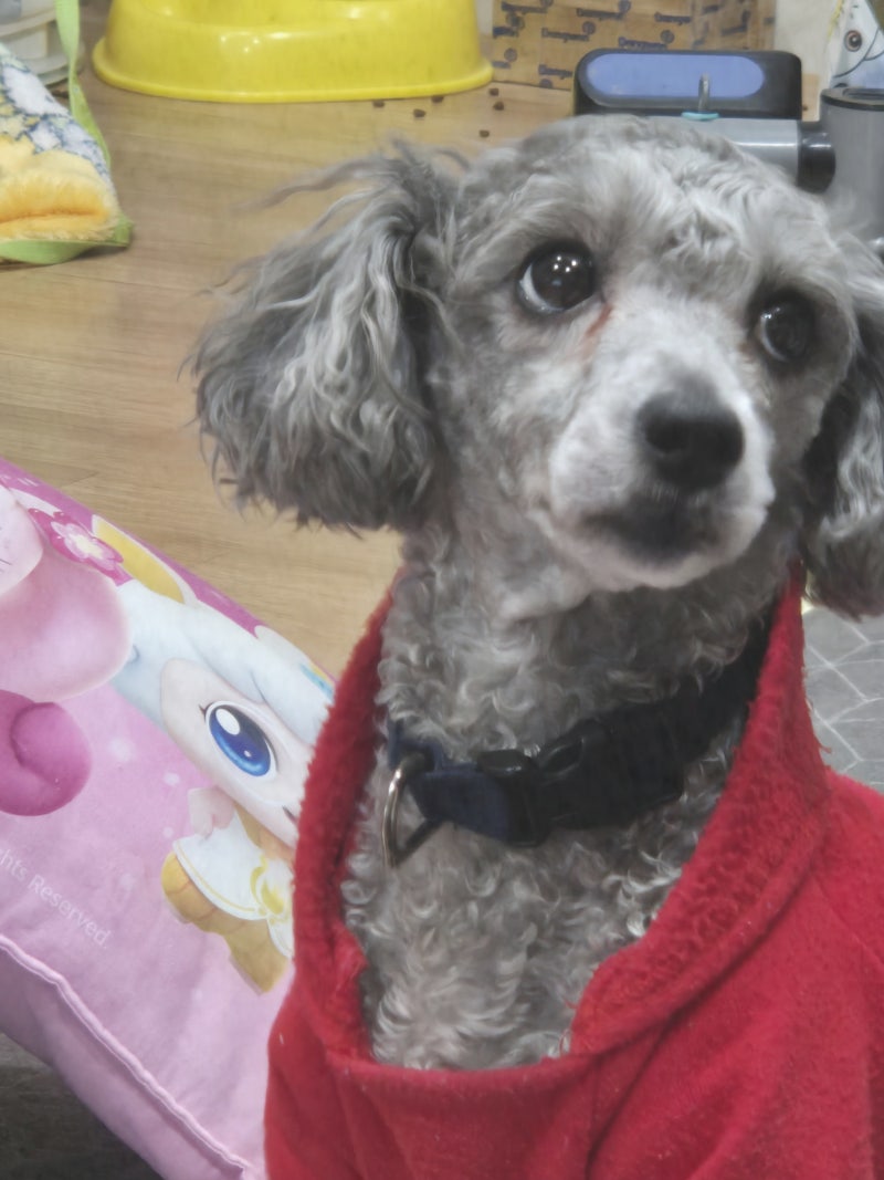 강아지 휠체어 종류 4륜 2륜 차이와 주의사항 알아보기!